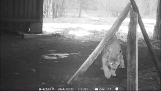 Eurasian lynx calling