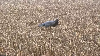 Fieldsports Britain - Pigeons, helice, pheasants and fallow - episode 39