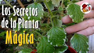 Los SECRETOS de la Planta MÁGICA