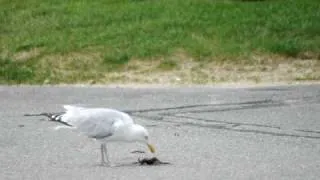 Sky rat eats a crab near Seagull Beach in Yarmouth.