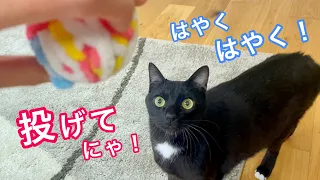 新しいオモチャで､犬みたいに大興奮する猫が可愛いすぎる‼︎