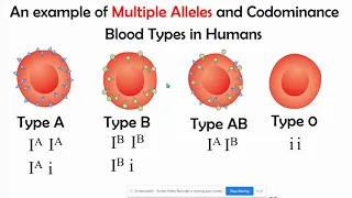 Incomplete vs Codominance, Mupltiple Alleles, & Polygenic Inheritance