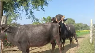 Fast Time Crossing Female//buffaloMeeting Female// Buffalo Breeding#Buffalo  #mating  #1millionviews