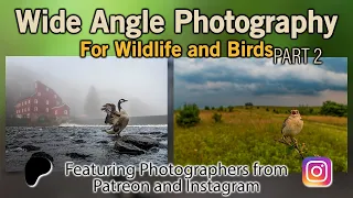 Wide Angle Photography for Birds and Wildlife PART 2