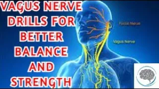 How The Vagus Nerve Impacts Your Balance And Movement