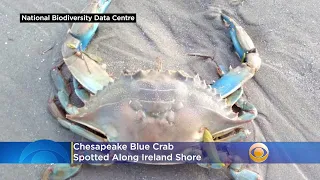 Chesapeake Blue Crab Spotted Along Ireland Shore