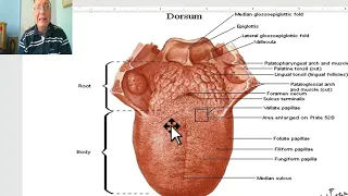 Anatomy of head and neck module in Arabic 88 (Tongue) , by Dr. Wahdan