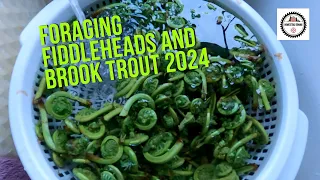 Foraging Fiddleheads and Brook Trout 2024