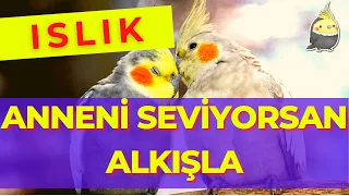 ANNENİ SEVİYORSAN ALKIŞLA 1 SAAT - ISLIKLA PAPAĞAN ŞARKILARI - SULTAN PAPAĞANI ISLIKLARI