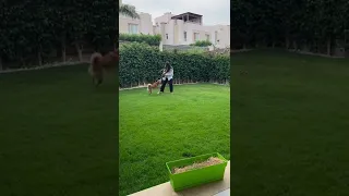 Kamila Valieva playing with her dog and enjoy happy moments  😜🐕😅