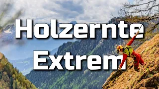 Holzbringung im Extremgelände