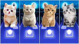 CUTE CATS BLACKPINK😸JISOO FLOWER😸FIFTY FIFTY CUPID😸LISA MONEY BLACKPINK😸BTS FAKE LOVE😸CAT FANNY SONG