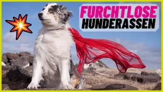 Top 10 mutige Hunderassen - Diese Hunde kennen keine Angst!