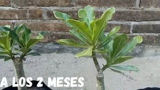 Alternativa de injerto en V / injerto plano - ADENIUM (Rosa / flor del desierto)