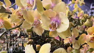 Моя коллекция от шедеврального бридера SonYa orchid nursery 🤍 Новинки. Часть 1 🦋🦋🦋