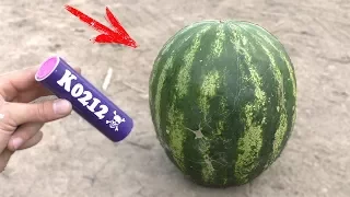 EXPERIMENT on Watermelon Vs crackers (Petards) ll Awesome Experiment