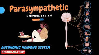 Parasympathetic Nervous System (Overview, Scheme) | Neuroanatomy