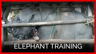 Elephant Training