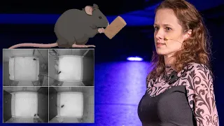 Ako myši pomáhajú ľuďom | Veronika Borbélyová