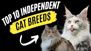 Discover the Top 10 Independent Cat Breeds: Feline Freedom Unleashed | Top 10 Cat Breeds| Cat Breeds