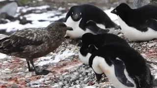 Ave se come un pingüino bebé / Bird eats a baby penguin