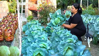 How To Harvest Fresh Cabbage and Cook It Outdoor for Winter | Village Life Azerbaijan