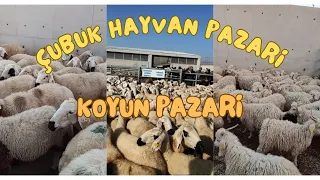 ANKARA ÇUBUK KÜÇÜKBAŞ HAYVAN PAZARI ~ KOYUN  FİYATLARI