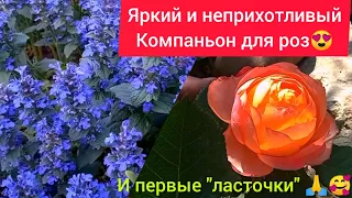 💥Яркий многолетник 😍💥- шикарное цветение и никакого ухода 🤷‍♀️👍👍👍находка для садовода!!!