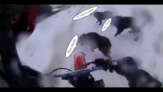 Biker attacked by group of dogs
