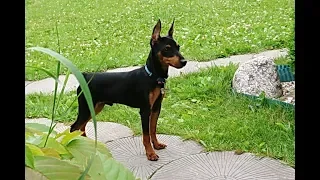 Карликовый пинчер, 6 месяцев (Pinscher/Zwergpinscher/Цвергпинчер)