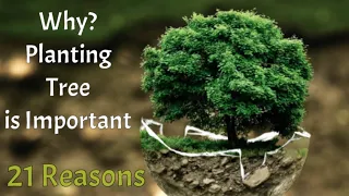 Why Planting tree is important?, 21 reasons by Tehrim's Info channel