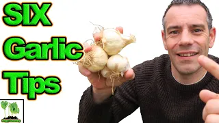 How To Grow Garlic At Home | 6 Amazing Tips