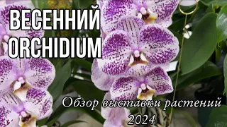 Весенний орхидиум 2024 || Обзор выставки растений || Море позитива ❤️‍🔥