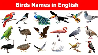 Birds Vocabulary | Birds Names In English With Pictures #Birdsvocabulary