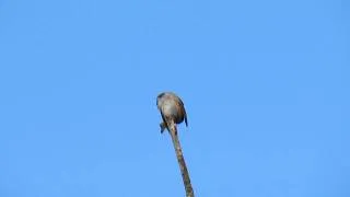 Голоса птиц: Лесная завирушка Prunella modularis | Dunnock singing 2