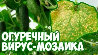 Вирус огуречный мозаики 🥒 Способ лечения огурцов 👍 сад и огород с Хитсад