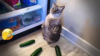 😻😂 Funniest Cats and Dogs Videos 🤣😘 Funniest Animals 2024 #17