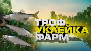 Фарм на трофейной уклейке, озеро Комариное, русская рыбалка 4,рр4, фарм для новичков, уклейка