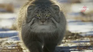 What a Pallas's Cat finds challenging