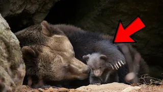 Чем занимаются медвежата в берлоге, пока мама в зимней спячке