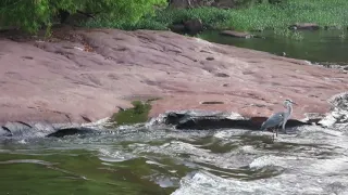 Awesome... Great Blue Heron says:  Squawk, chirp, tweet-tweet