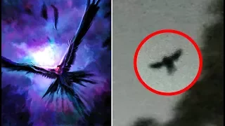 Top 5 Mothman Sightings Caught On Camera