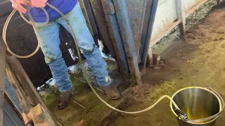 A Nice Simple Cow Abscess