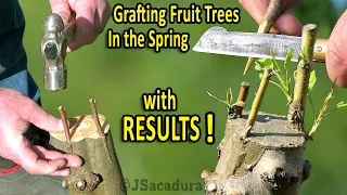 GRAFTING PEARS, KIWIS, GRAPES and FIGS in the SPRING | RESULTS and Follow-Up