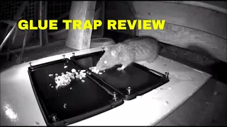 RAT VS GLUE. WHO WILL WIN?