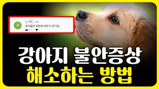 강아지 불안증상 3가지와 해결 방법