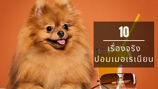 10 เรื่องจริงของน้องปอมเมอเรเนียน ที่จะทำให้คุณหลงรักปอมมากขึ้น