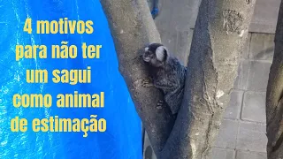 4 motivos para não ter um sagui como animal de estimação