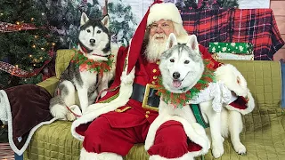 My Husky is Not to Sure About Santa . . . At the Novi Pet Expo!