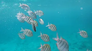 Snorkeling in Roatan Honduras